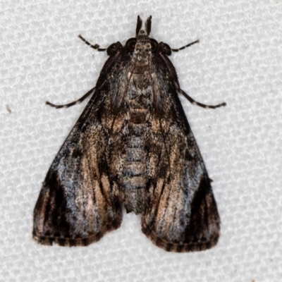 Salma pyrastis (A Pyralid moth (Epipaschiinae subfam.)) at Melba, ACT - 10 Feb 2021 by Bron