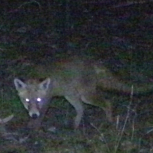 Vulpes vulpes at Tuggeranong DC, ACT - 17 Feb 2021 01:53 AM