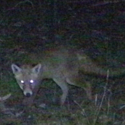 Vulpes vulpes (Red Fox) at Rob Roy Range - 17 Feb 2021 by ChrisHolder