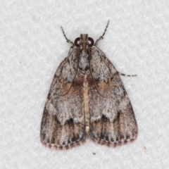 Spectrotrota fimbrialis (A Pyralid moth) at Melba, ACT - 10 Feb 2021 by Bron