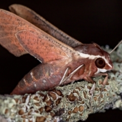 Hippotion scrofa (Coprosma Hawk Moth) at Melba, ACT - 10 Feb 2021 by Bron