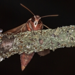 Hippotion scrofa at Melba, ACT - 10 Feb 2021