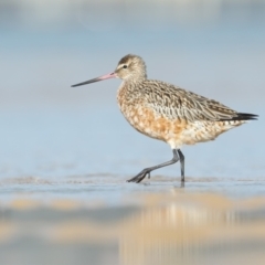 Limosa lapponica (Bar-tailed Godwit) at Merimbula, NSW - 20 Feb 2021 by Leo