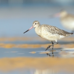 Limosa lapponica (Bar-tailed Godwit) at Merimbula, NSW - 20 Feb 2021 by Leo