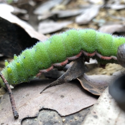 Opodiphthera helena (Helena Gum Moth) at Cotter River, ACT - 21 Feb 2021 by simonkel