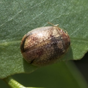 Paropsisterna laesa species complex at Fyshwick, ACT - 10 Feb 2021