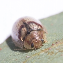 Paropsisterna laesa species complex at Fyshwick, ACT - 10 Feb 2021