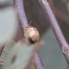 Paropsisterna laesa species complex at Fyshwick, ACT - 10 Feb 2021