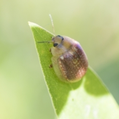 Paropsisterna decolorata (A Eucalyptus leaf beetle) at Higgins, ACT - 19 Feb 2021 by AlisonMilton