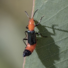 Melyridae (family) (Soft-winged flower beetle) at Acton, ACT - 10 Feb 2021 by AlisonMilton