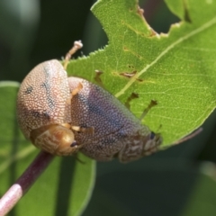 Paropsis atomaria (Eucalyptus leaf beetle) at Higgins, ACT - 13 Feb 2021 by AlisonMilton