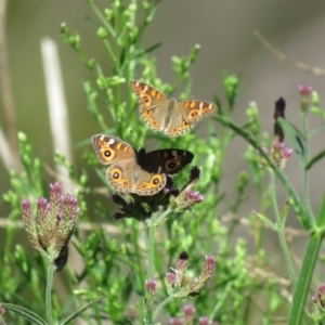 Junonia villida at Stromlo, ACT - 22 Feb 2021