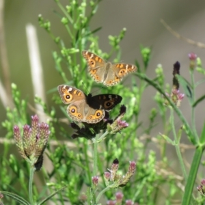 Junonia villida at Stromlo, ACT - 22 Feb 2021 10:32 AM