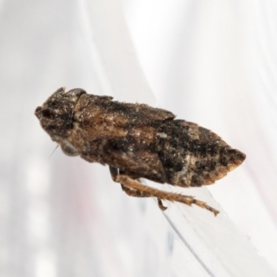 Stenocotis sp. (genus) (A Leafhopper) at Higgins, ACT - 13 Feb 2021 by AlisonMilton