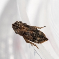 Stenocotis sp. (genus) at Higgins, ACT - 13 Feb 2021