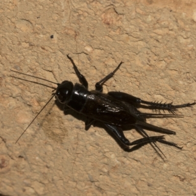 Teleogryllus commodus (Black Field Cricket) at Higgins, ACT - 20 Feb 2021 by AlisonMilton