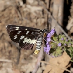 Cruria donowani (Crow or Donovan's Day Moth) at Acton, ACT - 11 Feb 2021 by AlisonMilton