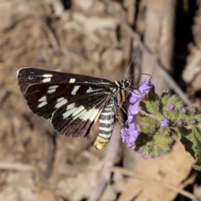 Cruria donowani (Crow or Donovan's Day Moth) at Acton, ACT - 11 Feb 2021 by AlisonMilton