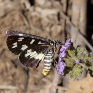 Cruria donowani at Acton, ACT - 11 Feb 2021