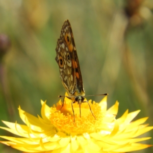 Oreixenica orichora at Cotter River, ACT - 20 Feb 2021