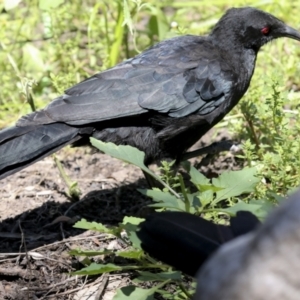 Corcorax melanorhamphos at Downer, ACT - 11 Feb 2021