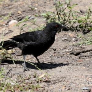 Corcorax melanorhamphos at Downer, ACT - 11 Feb 2021