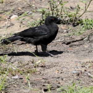 Corcorax melanorhamphos at Downer, ACT - 11 Feb 2021