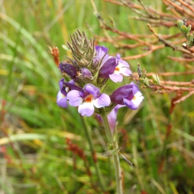 Euphrasia caudata (Tailed Eyebright) at Cotter River, ACT - 20 Feb 2021 by MatthewFrawley