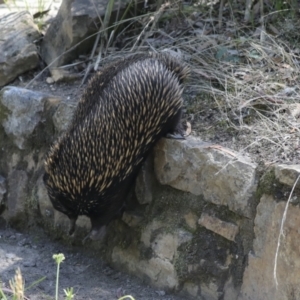 Tachyglossus aculeatus at Downer, ACT - 11 Feb 2021