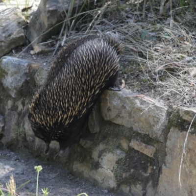 Tachyglossus aculeatus (Short-beaked Echidna) at ANBG - 11 Feb 2021 by AlisonMilton