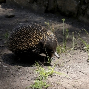 Tachyglossus aculeatus at Downer, ACT - 11 Feb 2021