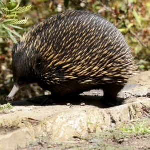 Tachyglossus aculeatus at Downer, ACT - 11 Feb 2021