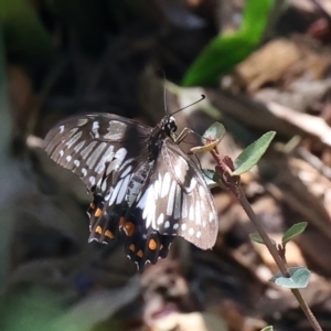 Papilio anactus at Ainslie, ACT - 20 Feb 2021 12:31 PM