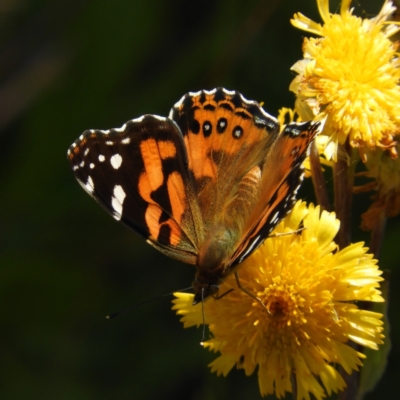 Vanessa kershawi (Australian Painted Lady) at Cotter River, ACT - 20 Feb 2021 by MatthewFrawley