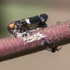 Eurymeloides punctata (Gumtree hopper) at Acton, ACT - 10 Feb 2021 by AlisonMilton