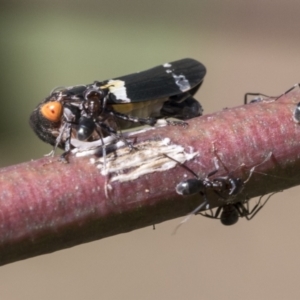 Eurymeloides punctata at Acton, ACT - 11 Feb 2021