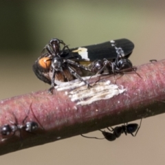 Eurymeloides punctata at Acton, ACT - 11 Feb 2021