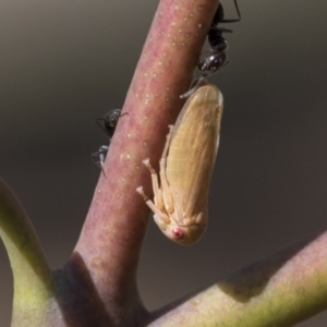 Ipoella sp. (genus) at Acton, ACT - 11 Feb 2021