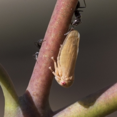 Ipoella sp. (genus) (Leafhopper) at Acton, ACT - 11 Feb 2021 by AlisonMilton