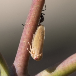 Ipoella sp. (genus) at Acton, ACT - 11 Feb 2021