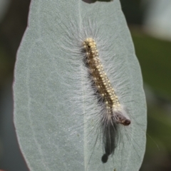 Uraba lugens (Gumleaf Skeletonizer) at Acton, ACT - 10 Feb 2021 by AlisonMilton