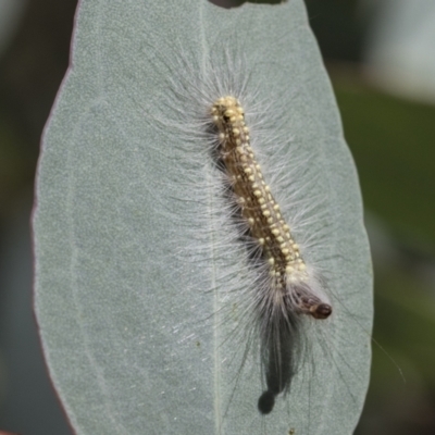 Uraba lugens (Gumleaf Skeletonizer) at Acton, ACT - 10 Feb 2021 by AlisonMilton