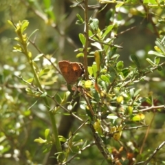 Paralucia aurifera (Bright Copper) at Tidbinbilla Nature Reserve - 7 Jan 2021 by Liam.m