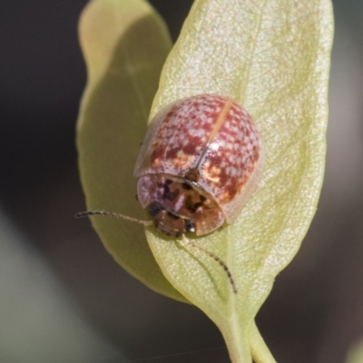 Paropsisterna decolorata (A Eucalyptus leaf beetle) at Acton, ACT - 10 Feb 2021 by AlisonMilton