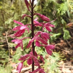 Dipodium punctatum (Blotched Hyacinth Orchid) at Paddys River, ACT - 7 Jan 2021 by Liam.m