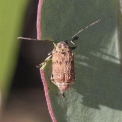 Cadmus sp. (genus) (Unidentified Cadmus leaf beetle) at Acton, ACT - 10 Feb 2021 by AlisonMilton