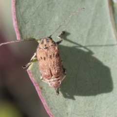 Cadmus sp. (genus) at Acton, ACT - 11 Feb 2021