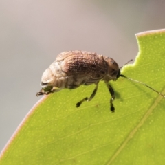 Cadmus sp. (genus) at Acton, ACT - 11 Feb 2021