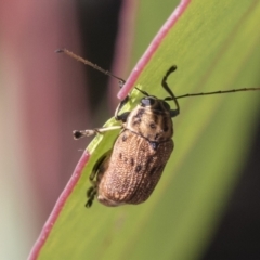 Cadmus sp. (genus) at Acton, ACT - 11 Feb 2021