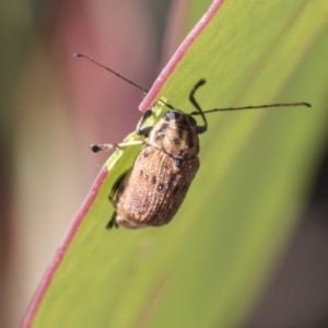 Cadmus sp. (genus) at Acton, ACT - 11 Feb 2021